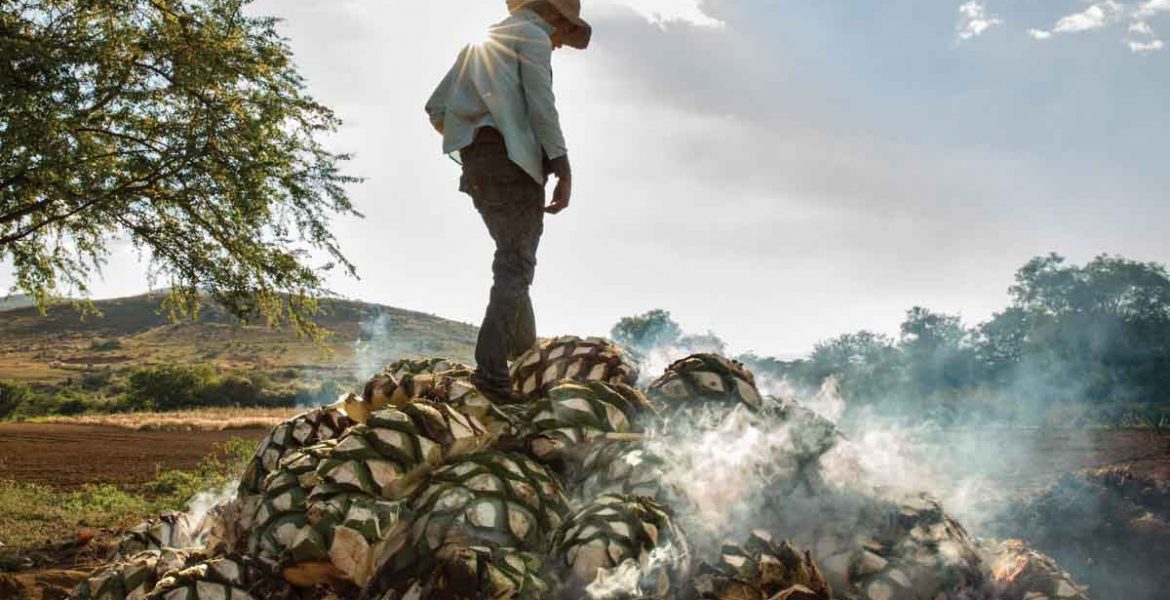 Roasting hearts of maguey