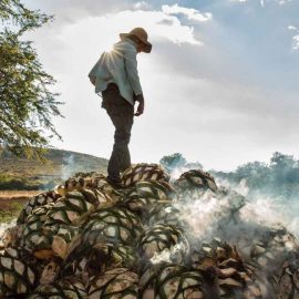 Roasting hearts of maguey