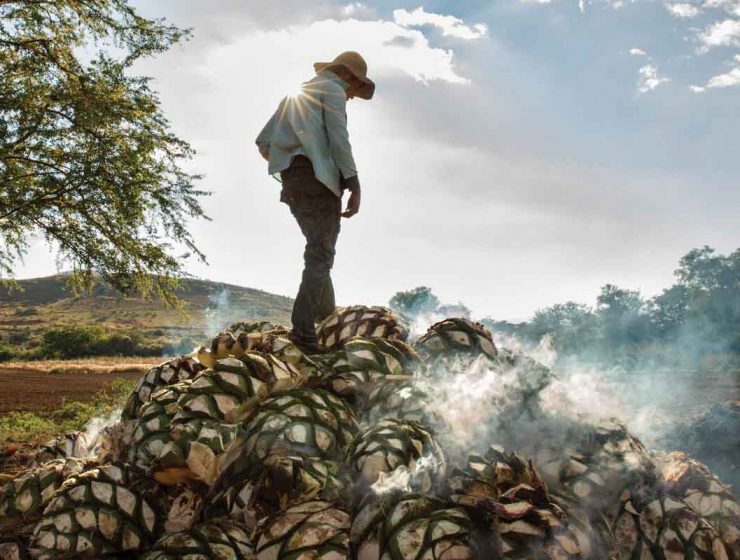Roasting hearts of maguey