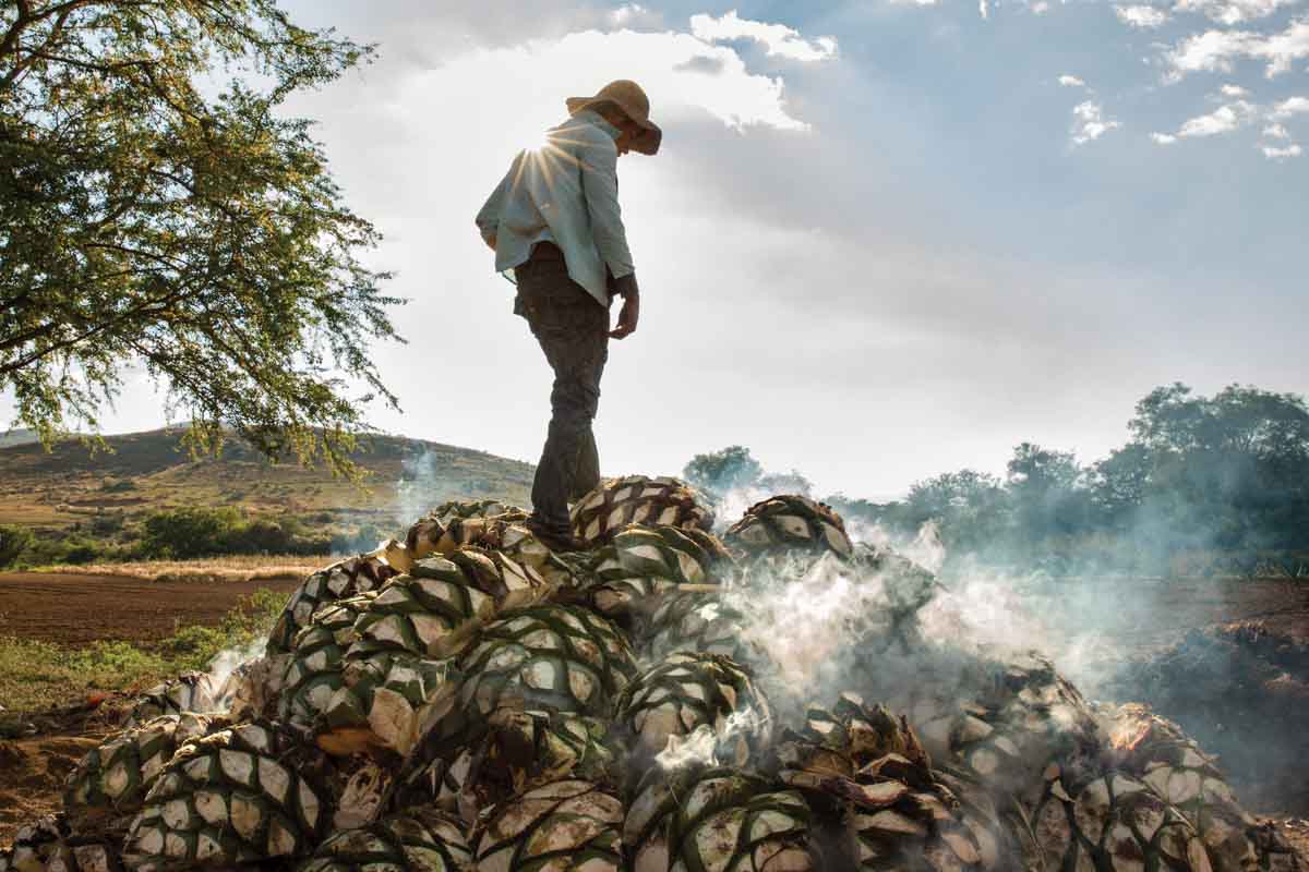 Roasting hearts of maguey
