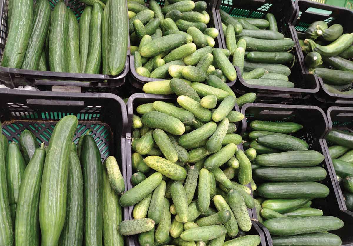 cucumbers