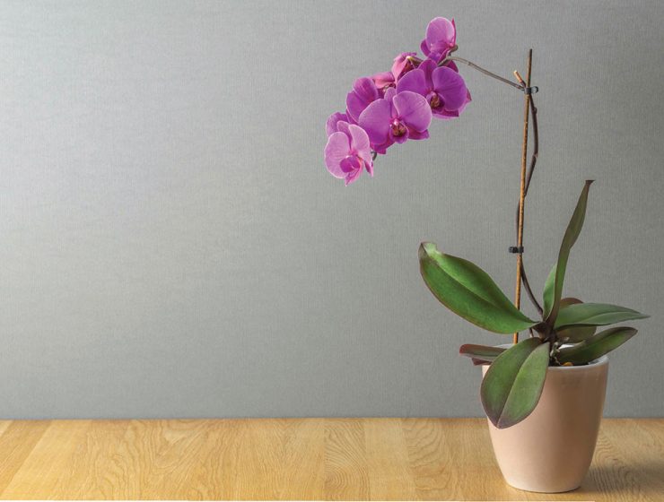 orchid
