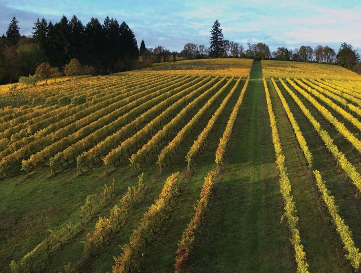 vinyard