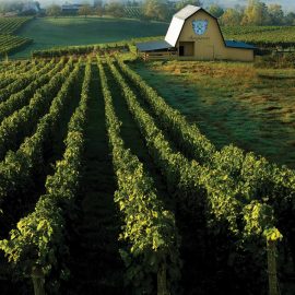 vinyard and barn