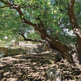 apricot tree
