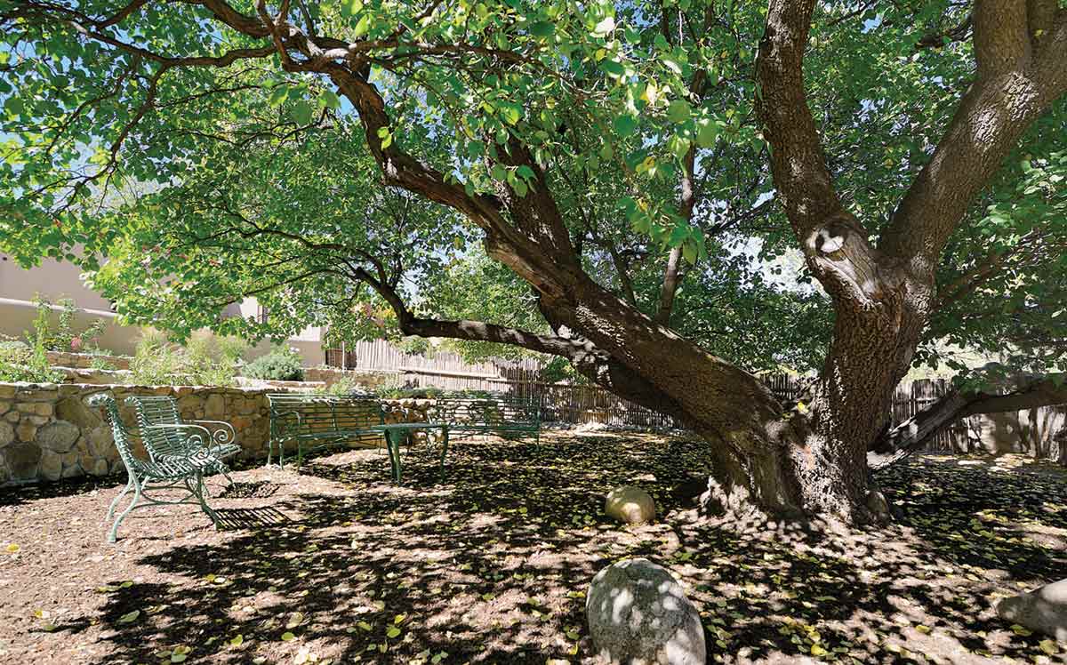 apricot tree