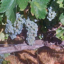 grapes