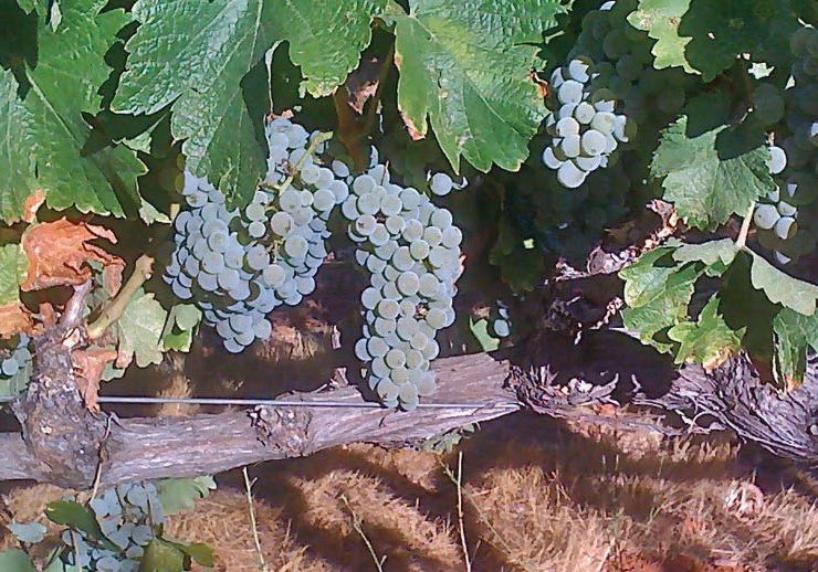 grapes