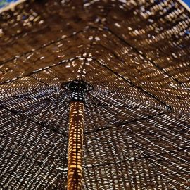 rattan umbrella