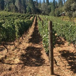 vinyard
