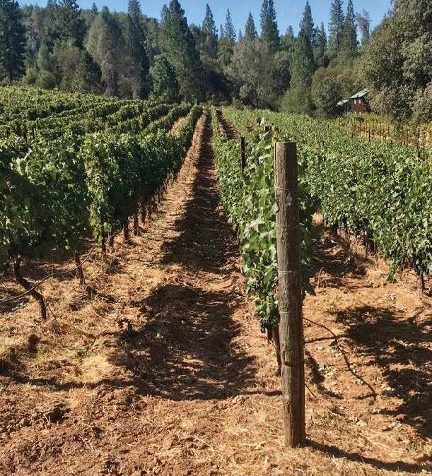 vinyard