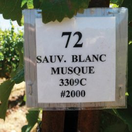wine labeling