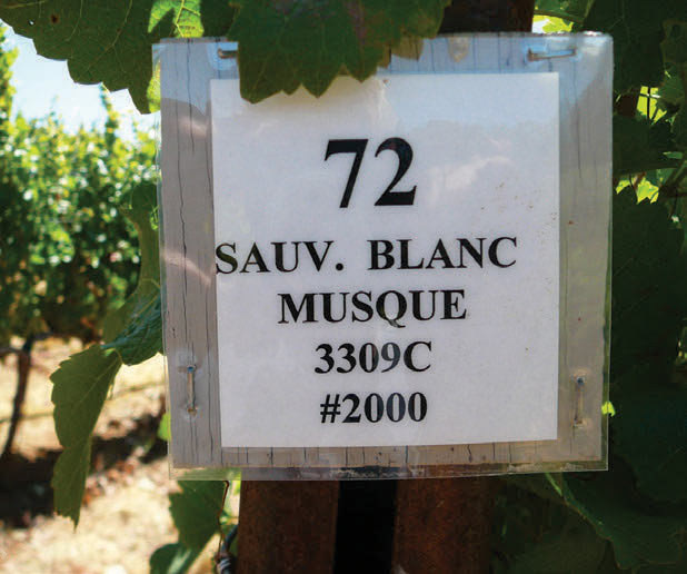 wine labeling