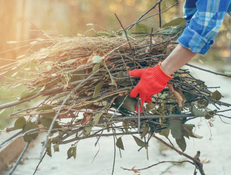 winter gardening