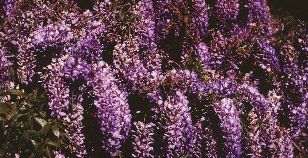 flowering shrub