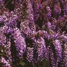 flowering shrub