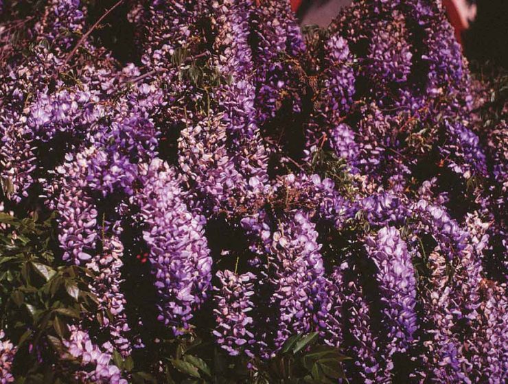 flowering shrub