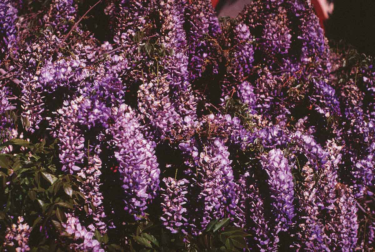 flowering shrub