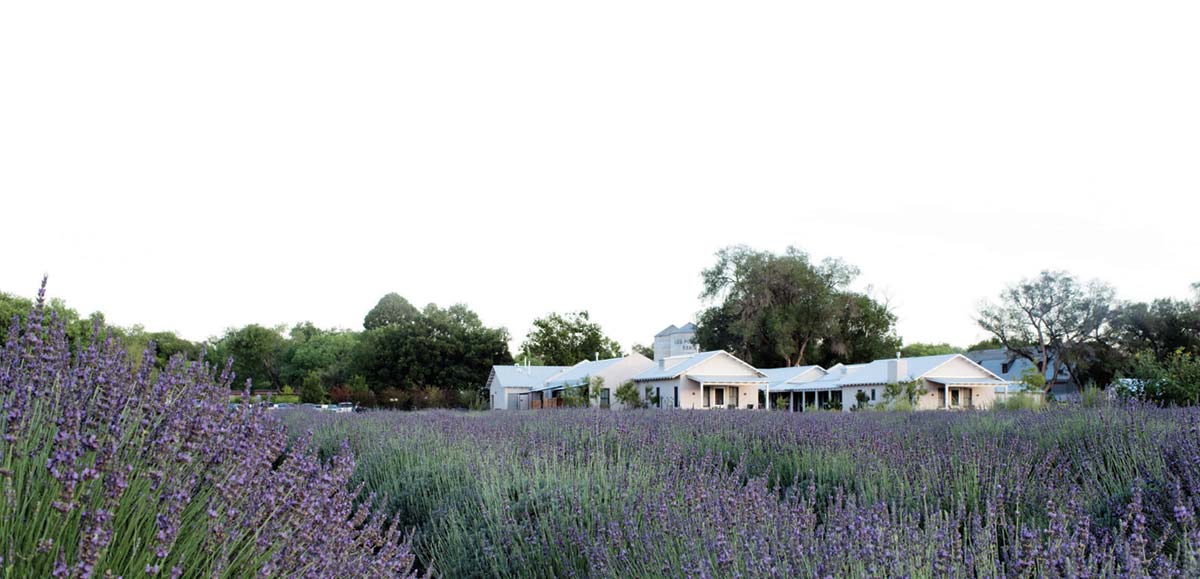 lavender field