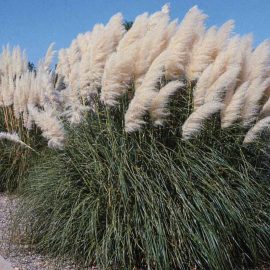 new mexico gardening