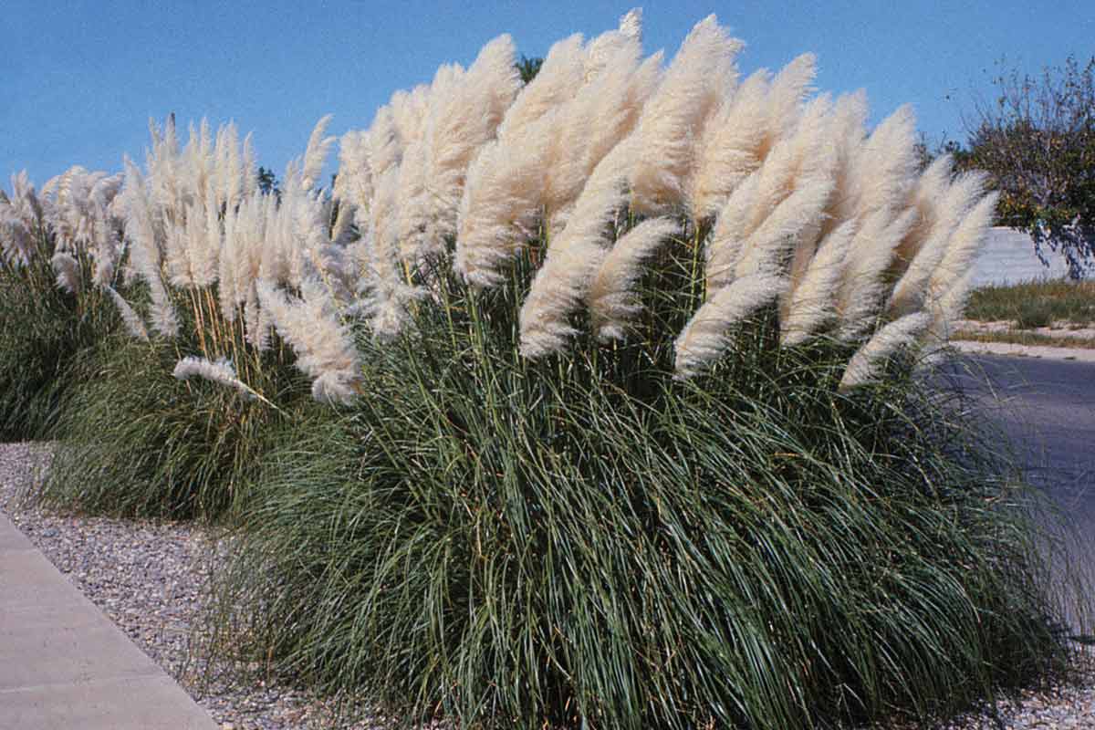 new mexico gardening
