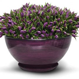 purple tulips