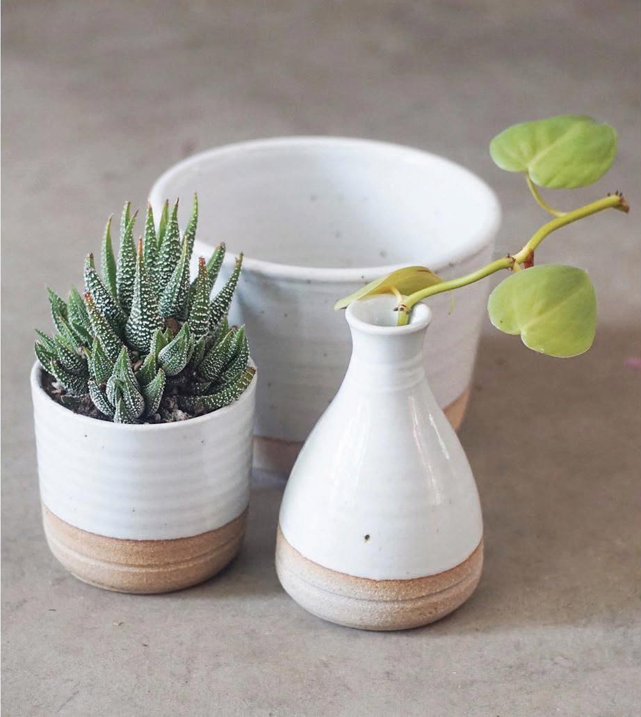 succulents in pottery