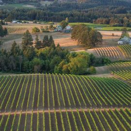 Ribbon Ridge Winery