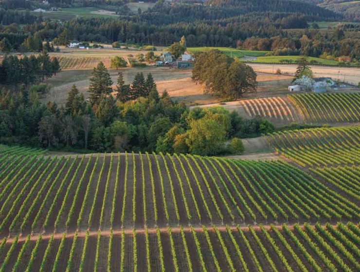 Ribbon Ridge Winery