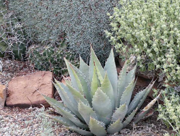 zen xeriscapes