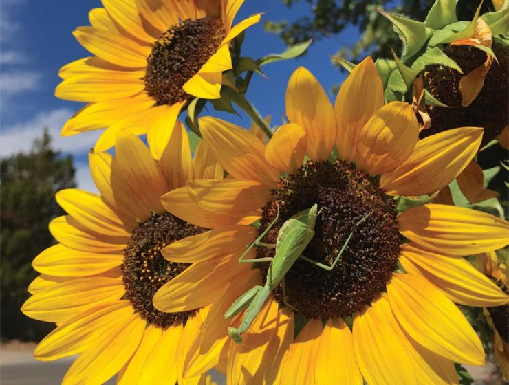 new mexican sunflower