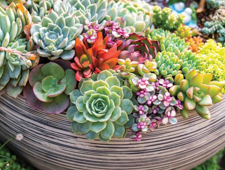 succulents