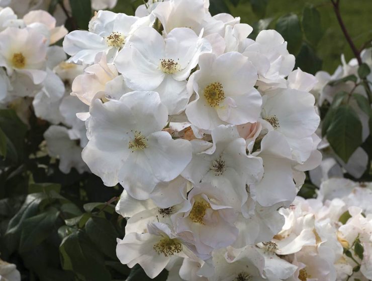 blossoms