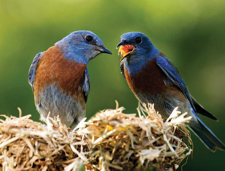 bluebirds