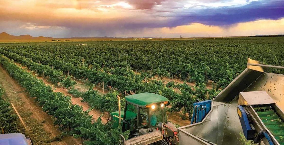 lescombe family vineyard