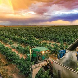 lescombe family vineyard