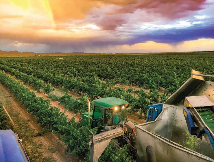 lescombe family vineyard