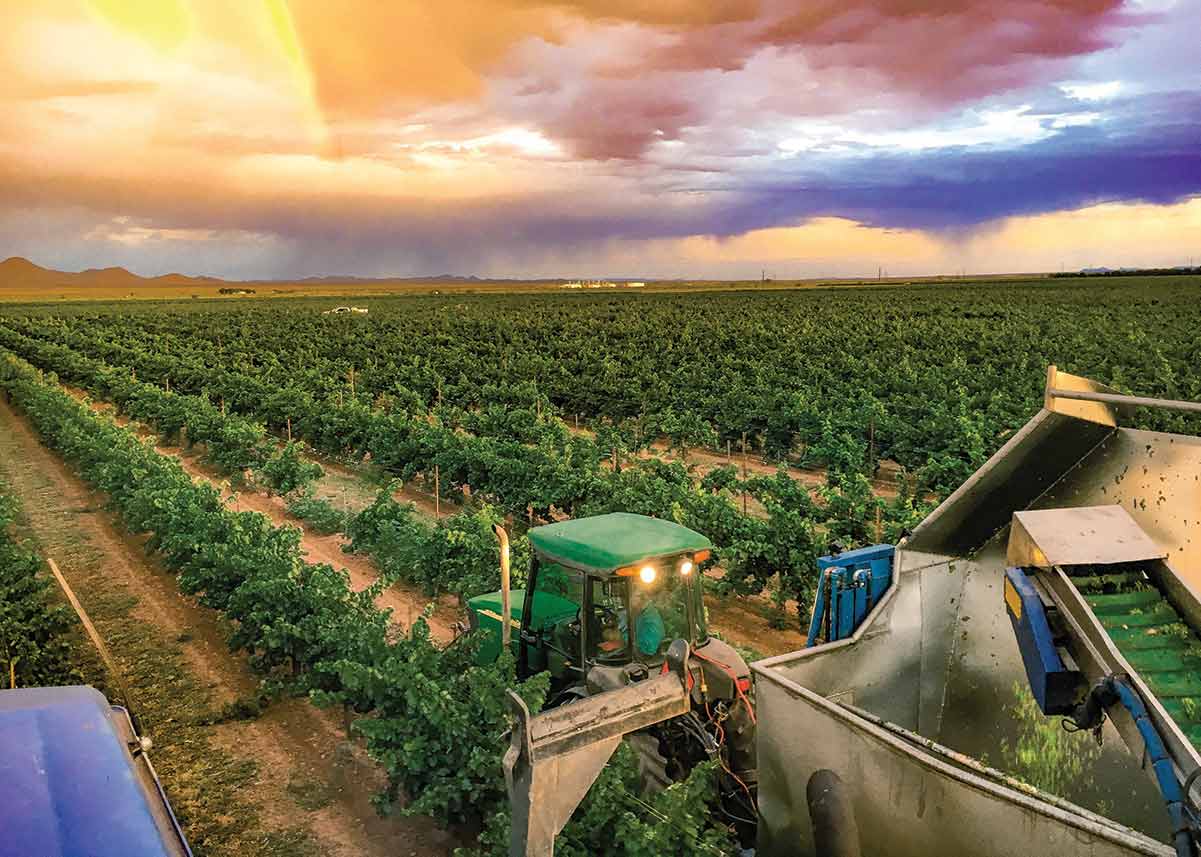 lescombe family vineyard