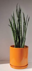 orange flower pot