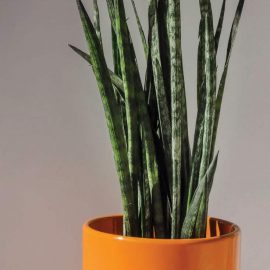 orange flower pot