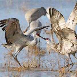 sandhill cranes