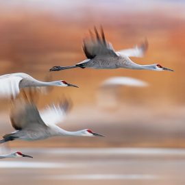 sandhill cranes flying