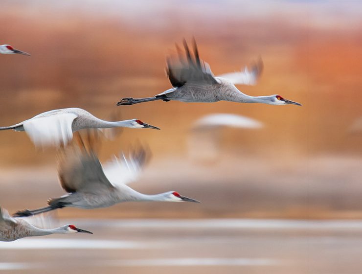 sandhill cranes flying