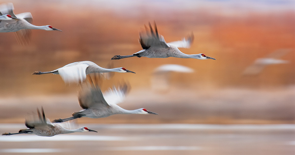 sandhill cranes flying
