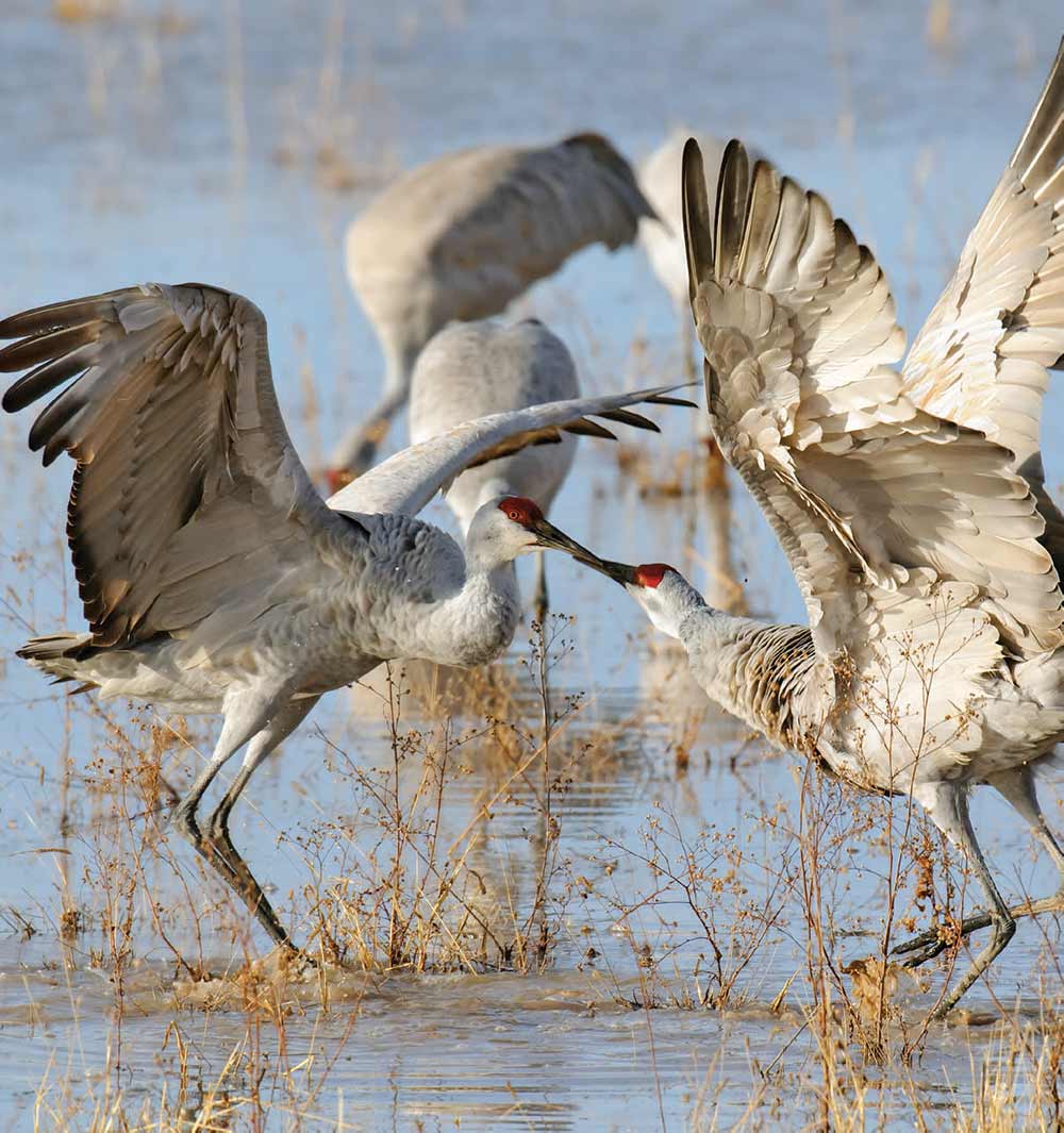 sandhill cranes