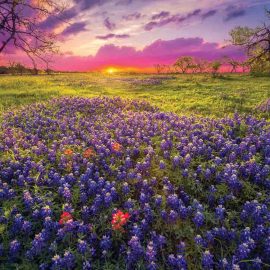 bluebonnets