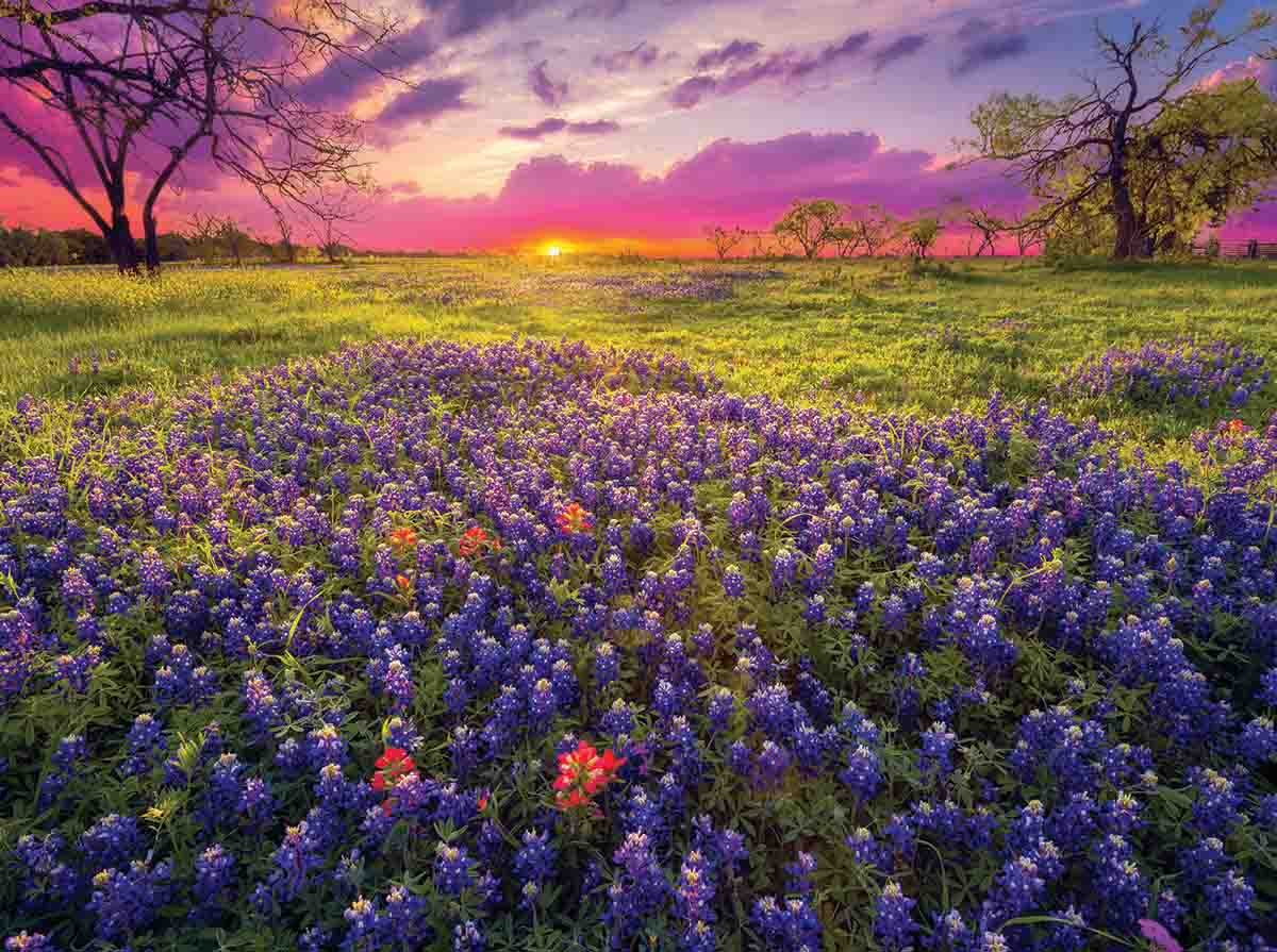 bluebonnets