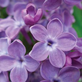 lilacs close up