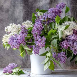 lilacs in a vase
