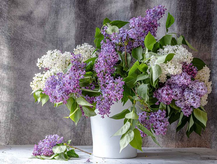 lilacs in a vase